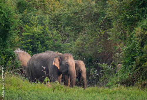 elephant in the forest