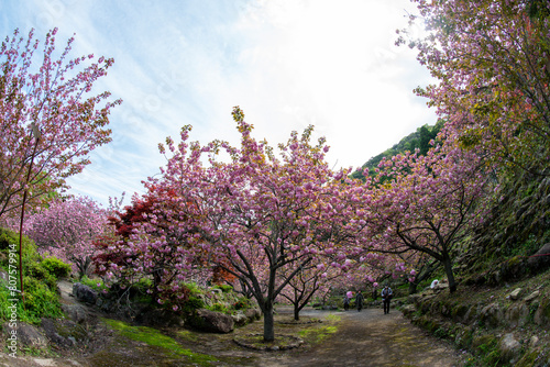 一心寺の八重桜