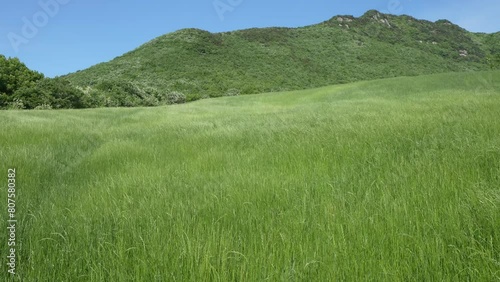 A hill full of young barley swaying in the spring breeze 4k 60p