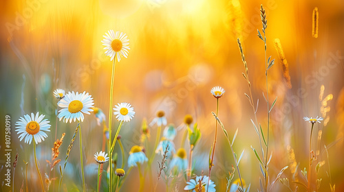 a bouquet of delicate wildflowers blooms against a blurred background of grass and foliage. Golden hour.