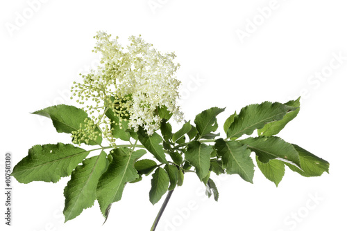 Schilderij op canvas woody elderflower