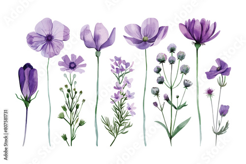 Collection set of watercolor purple flower botanical anemones, thistles, lavender illustration