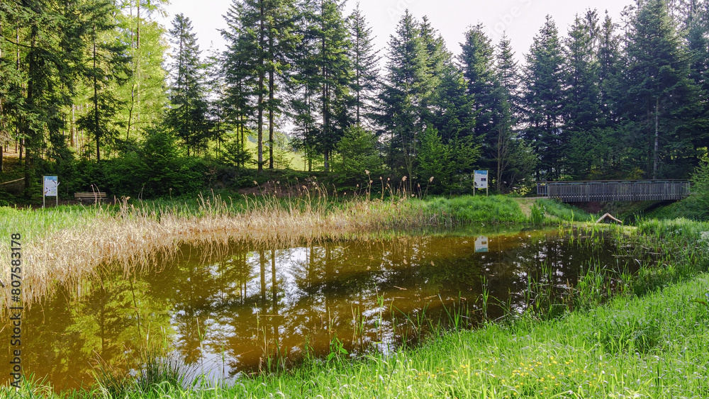 Pond in the black forest, Germany Pond in the black forest, Germany
