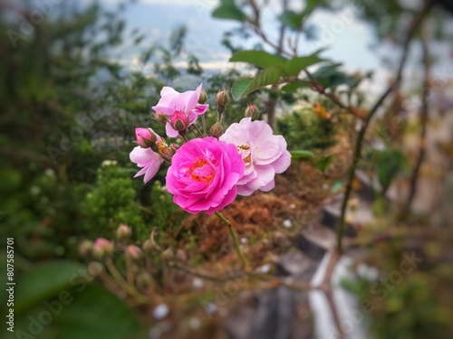pink roses that bloom in mountainous areas