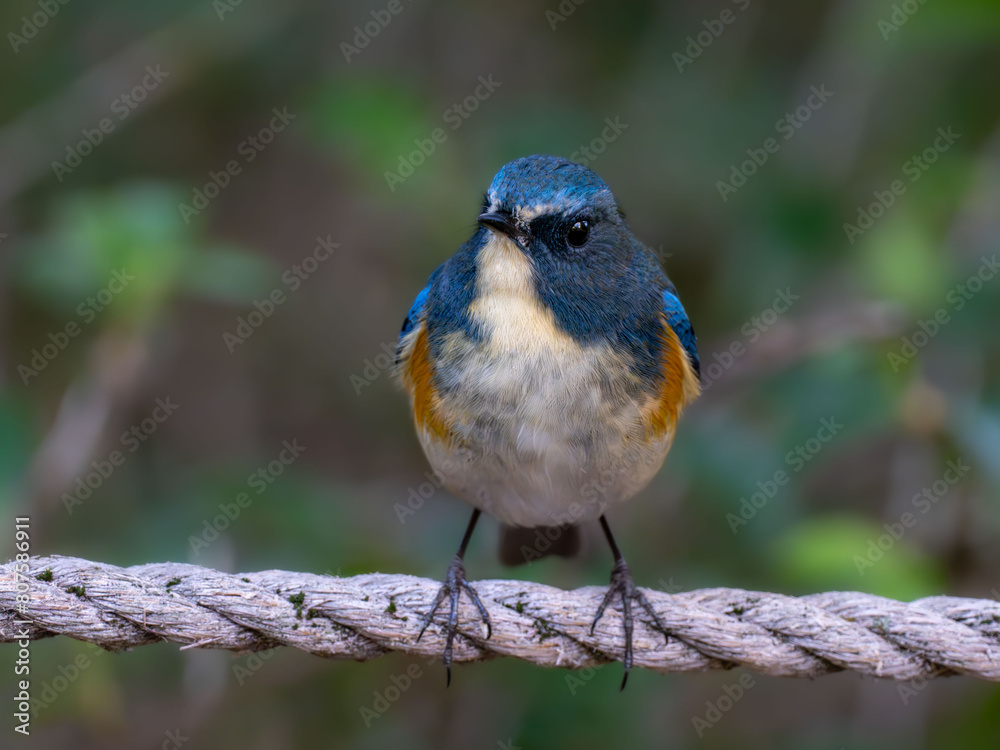 Fototapeta premium 木陰のロープの上でリラックスしているルリビタキの雄