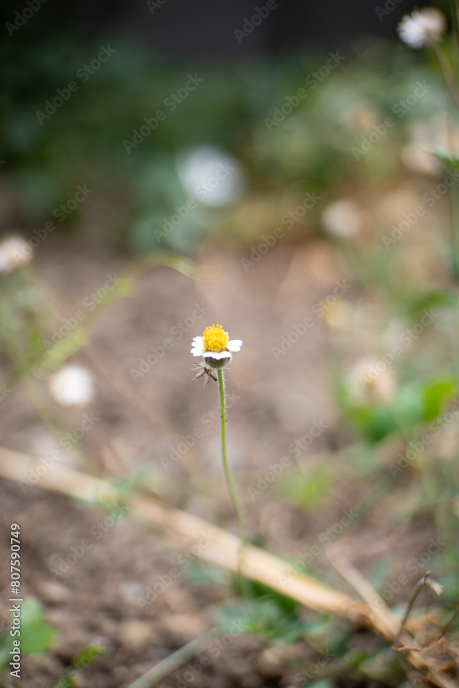 Small white flower with Bug Small white flower with Bug