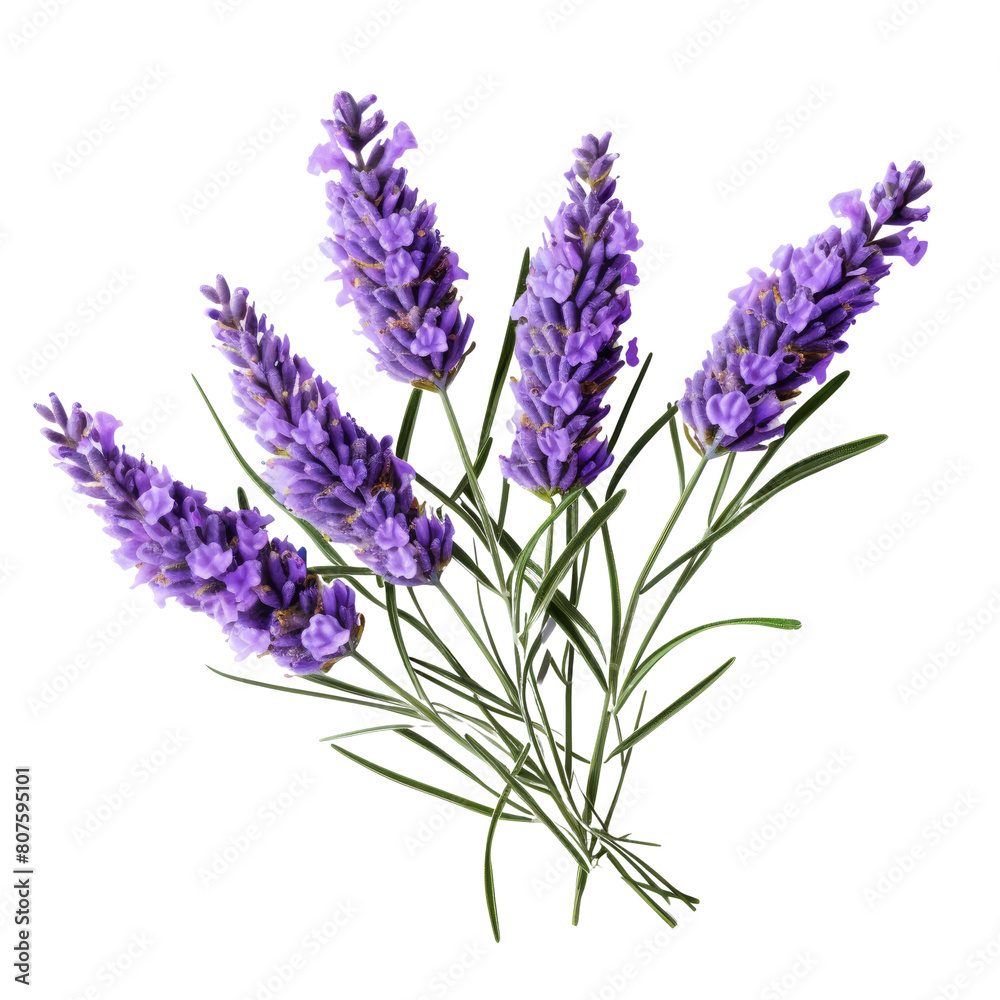 Naklejka premium A beautiful image of lavender flowers
