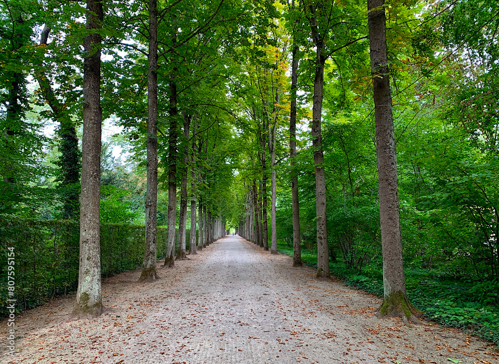 Fototapeta premium alley in the autumn park