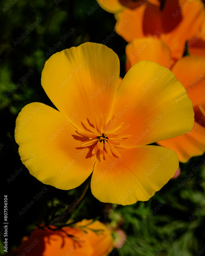 close-up of a California golden poppy
