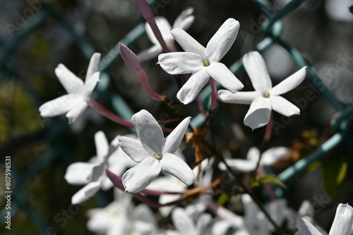 Pink jasmine (Jasminum polyanthum) flowers. Oleaceae evergreen vine shrub. It blooms white flowers from April to May and is fragrant, so it is called the king of fragrance.
