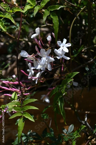 Pink jasmine (Jasminum polyanthum) flowers. Oleaceae evergreen vine shrub. It blooms white flowers from April to May and is fragrant, so it is called the king of fragrance.
