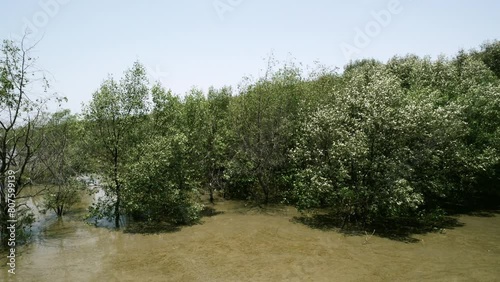 Lush mangroves trees growing in the murky waters of Bangphu Recreation Area, located in Samutprakan in the outskirts of Bangkok, Thailand. photo