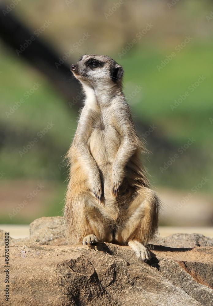 Fototapeta premium Meerkat animal standing upright on its hind legs on a rock