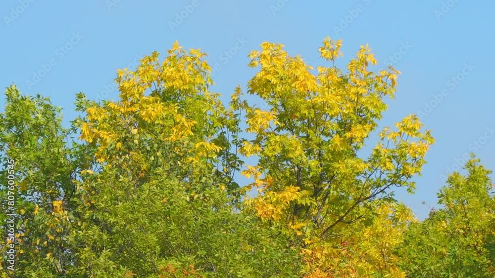 Yellow , orange and red leaves on forest autumn trees against the blue sky Yellow , orange and red leaves on forest autumn trees against the blue sky