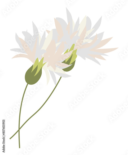 Abstract white cornflowers in flat design. Blooming blossoms on twigs. Vector illustration isolated.