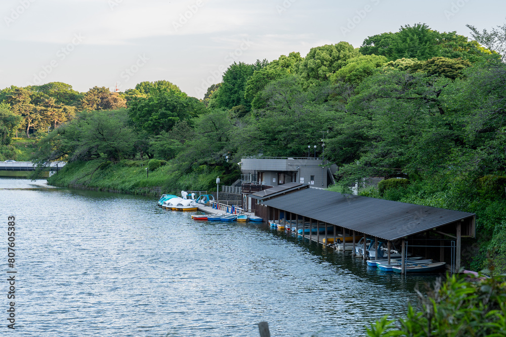 Obraz premium スワンボートのある千鳥ヶ淵ボート場