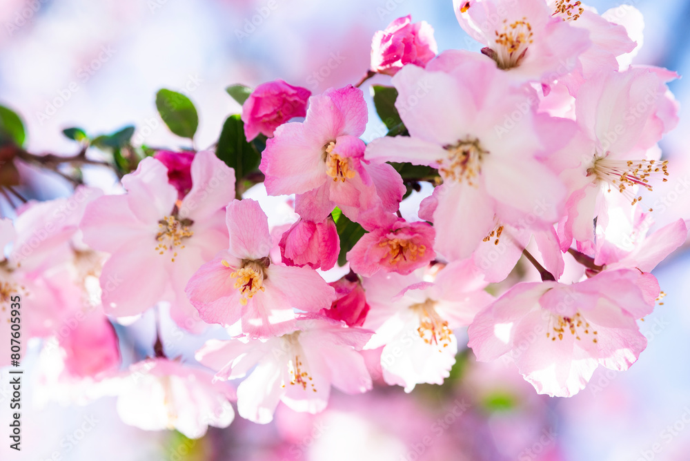 Fototapeta premium 春の陽光の中のクローブアップのカイドウの花