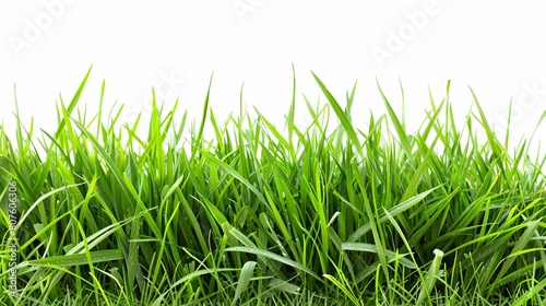 Detailed view of fresh green grass blades against a white backdrop