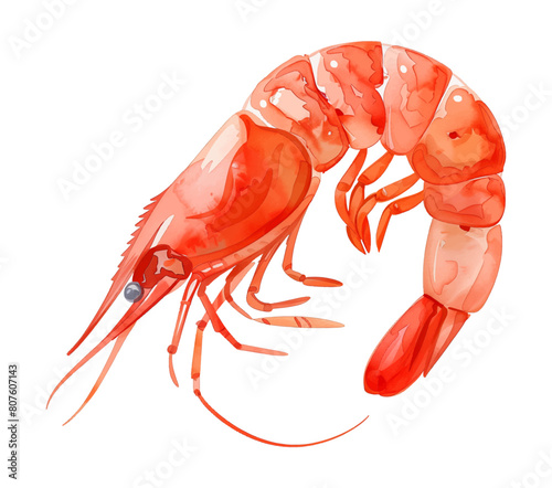 raw shrimp watercolor digital painting good quality