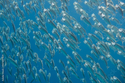 large school of bigmouth mackerels swimming very fast through the blue seawater