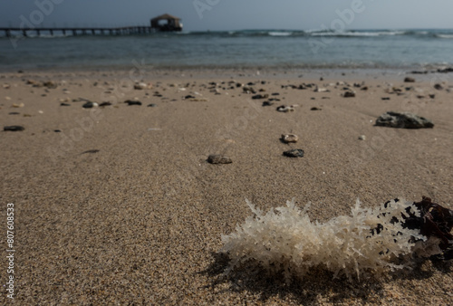 seagrass in fine sand at the beach with a long jetty
