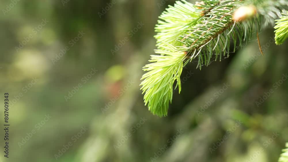 Green new lush coniferous tree needles on a spring spruce branch close up in woodland
