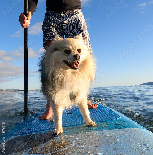 SUP paddleboarding on ocean with fluffy pet dog
