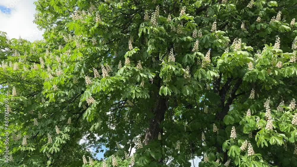 Mature Horse Chestnut Tree green leaves and white blossom. Mature Horse Chestnut Tree green leaves and white blossom.