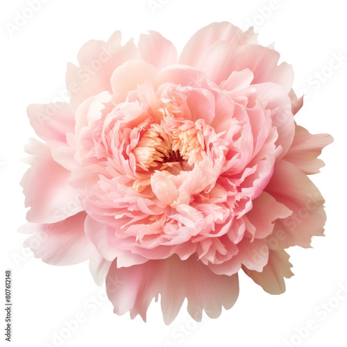 Light pink peony in full bloom isolated on transparent background