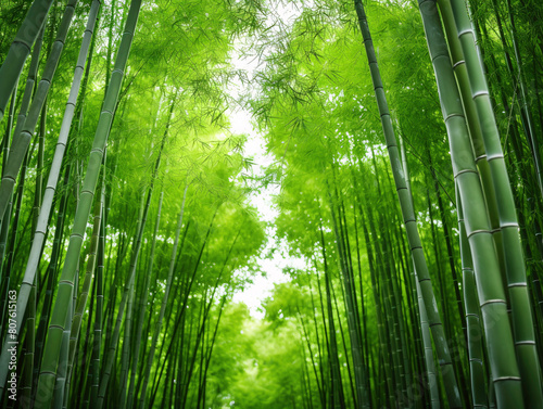 a green bamboo forest with many trees