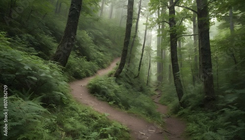 A mountain trail winding through a dense forest