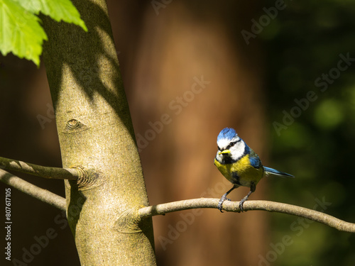 Blaumeise auf Futterfang photo