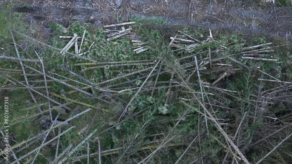 Plantation Woodland Deforestation for Timber Production Plantation Woodland Deforestation for Timber Production