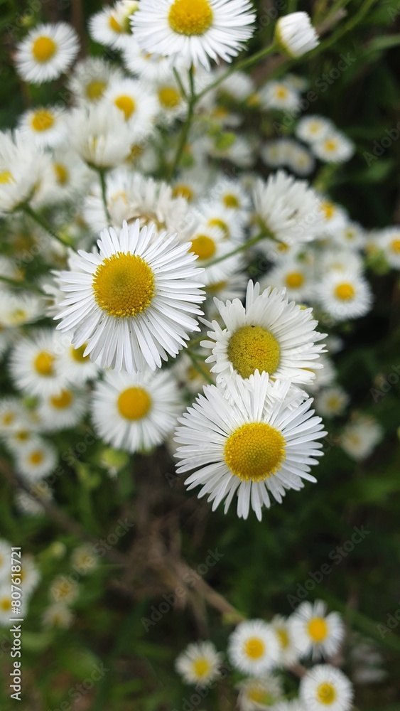 Fototapeta premium daisies in a garden