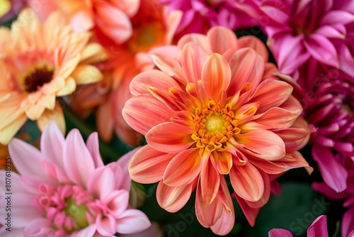 Vibrant Dahlia Blooms in Full Color