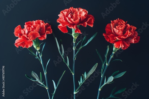 Red carnations on black background