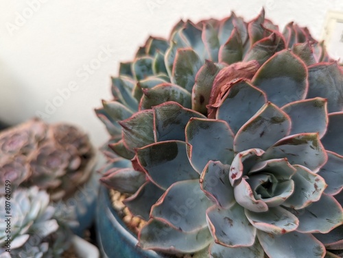Succulent with bluish green matte leaves with red edges in the foreground and white background