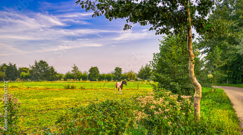 A lonely horse standing in a rural landscape in The Netherlands. photo