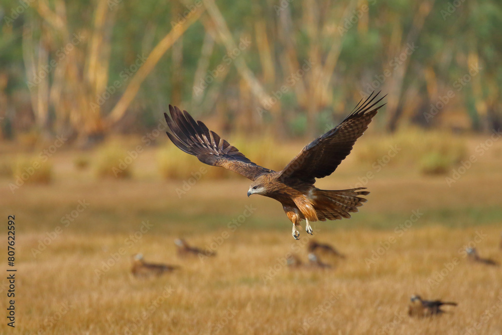 A graceful black kite is flying in the meadow. Birds of prey Black kite (Milvus migrans) A graceful black kite is flying in the meadow. Birds of prey Black kite (Milvus migrans)