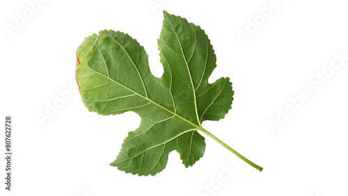 Mulberry leaves with Isolate Leaves on transparent background. Png file.