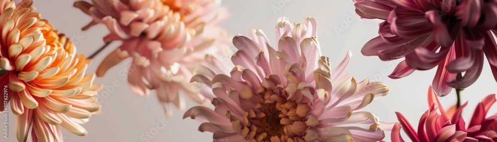 Photorealistic poster showcasing Chrysanthemum flowers in midair, vividly detailed against significant negative space to focus on their detailed textures