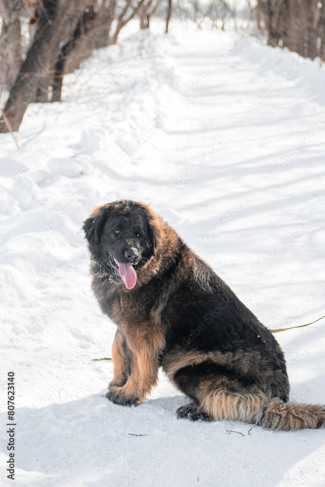 Naklejka premium Full length portrait of a purebred Leonberger dog sitting against the backdrop of a winter park.