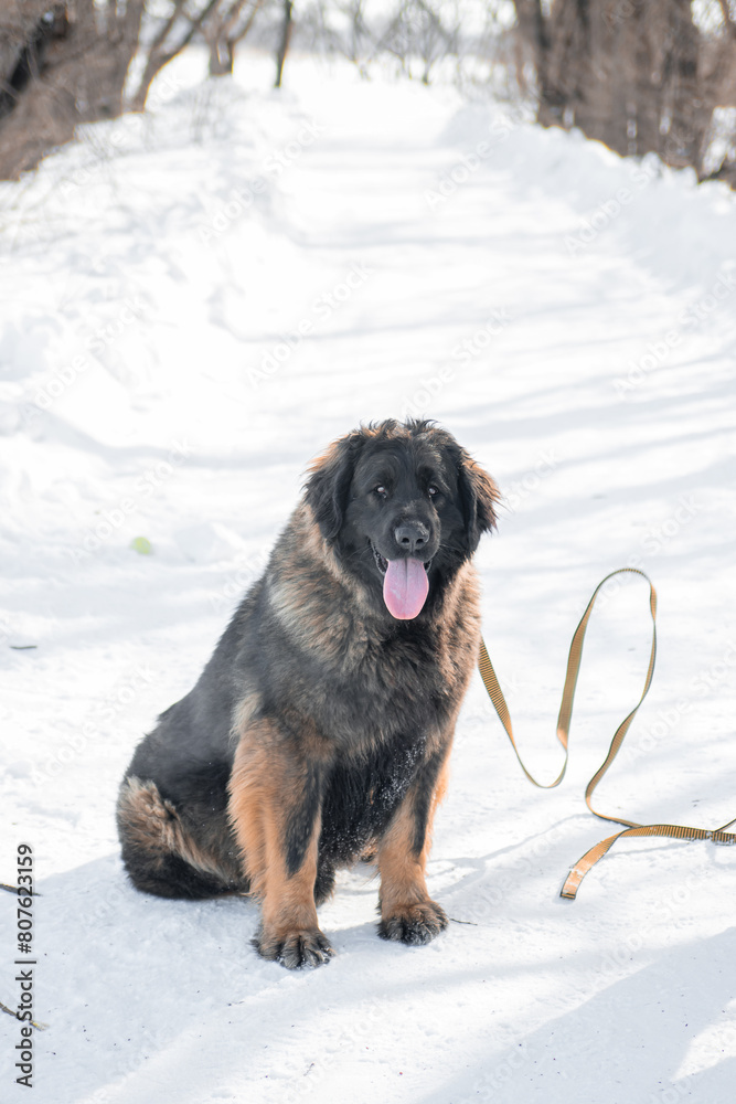 Naklejka premium Full length portrait of a purebred Leonberger dog sitting against the backdrop of a winter park.