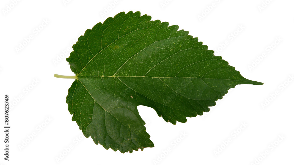 Mulberry leaves with Isolate Leaves on transparent background. Png file. Mulberry leaves with Isolate Leaves on transparent background. Png file.