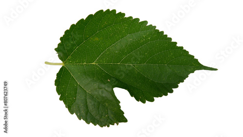 Mulberry leaves with Isolate Leaves on transparent background. Png file.