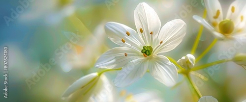 Marvel At The Intricate Details Of The Stitchwort White Summer Flower In Close-Up  Background HD For Designer 
