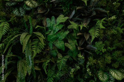 Leaf wall  plant wall  natural green wallpaper and background  nature wall  green forest nature background.
