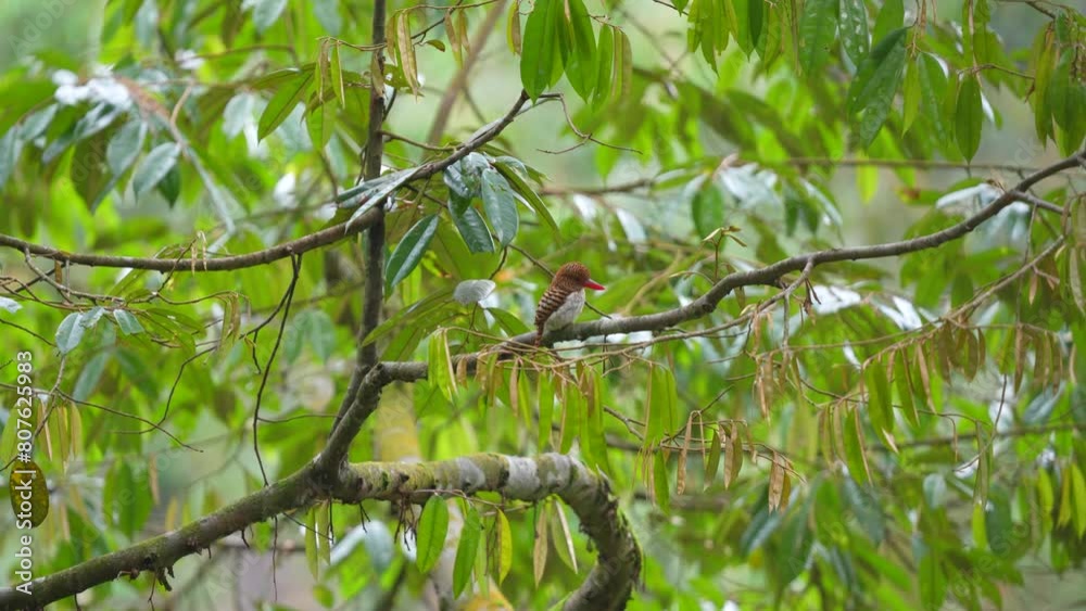 the female Banded kingfisher look calm perched on a tree among the leaves the female Banded kingfisher look calm perched on a tree among the leaves