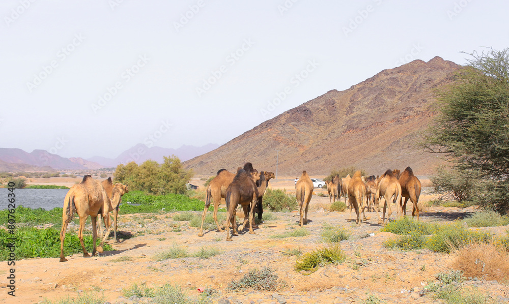 Camel in Saudi Arabian desert, desert ship in valley of Makkah, Medina region.