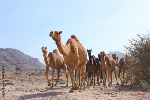 Camel in Saudi Arabian desert  desert ship in valley of Makkah  Medina region.